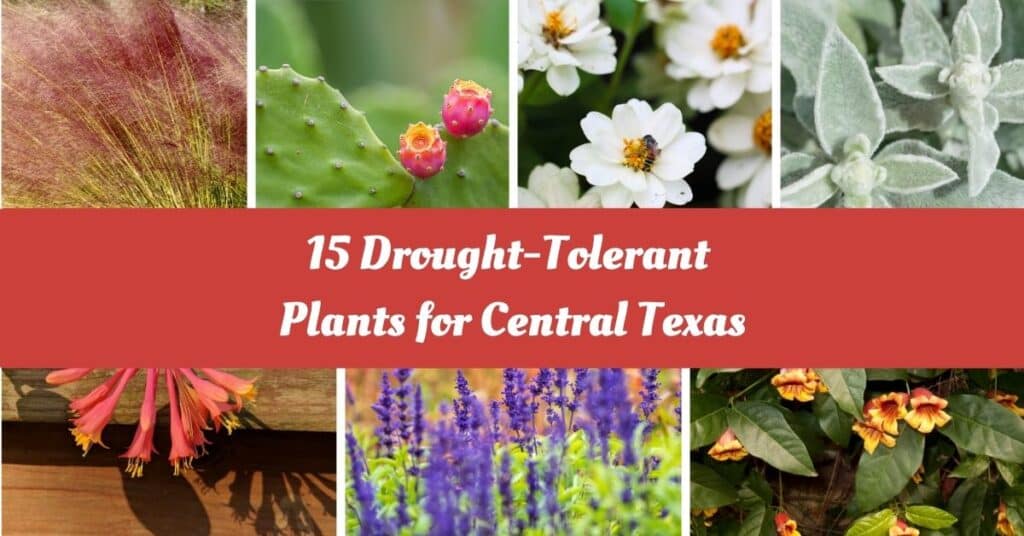 15 Best Drought-Tolerant Plants For South Texas Landscape