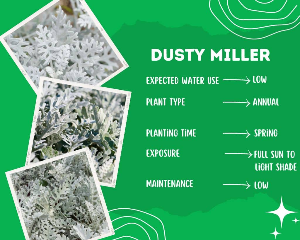 Dusty Miller Plant Information