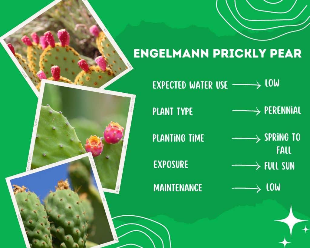 Engelmann Prickly Pear Plant Information