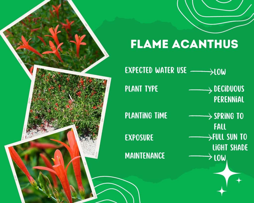 Flame Acanthus Plant Information