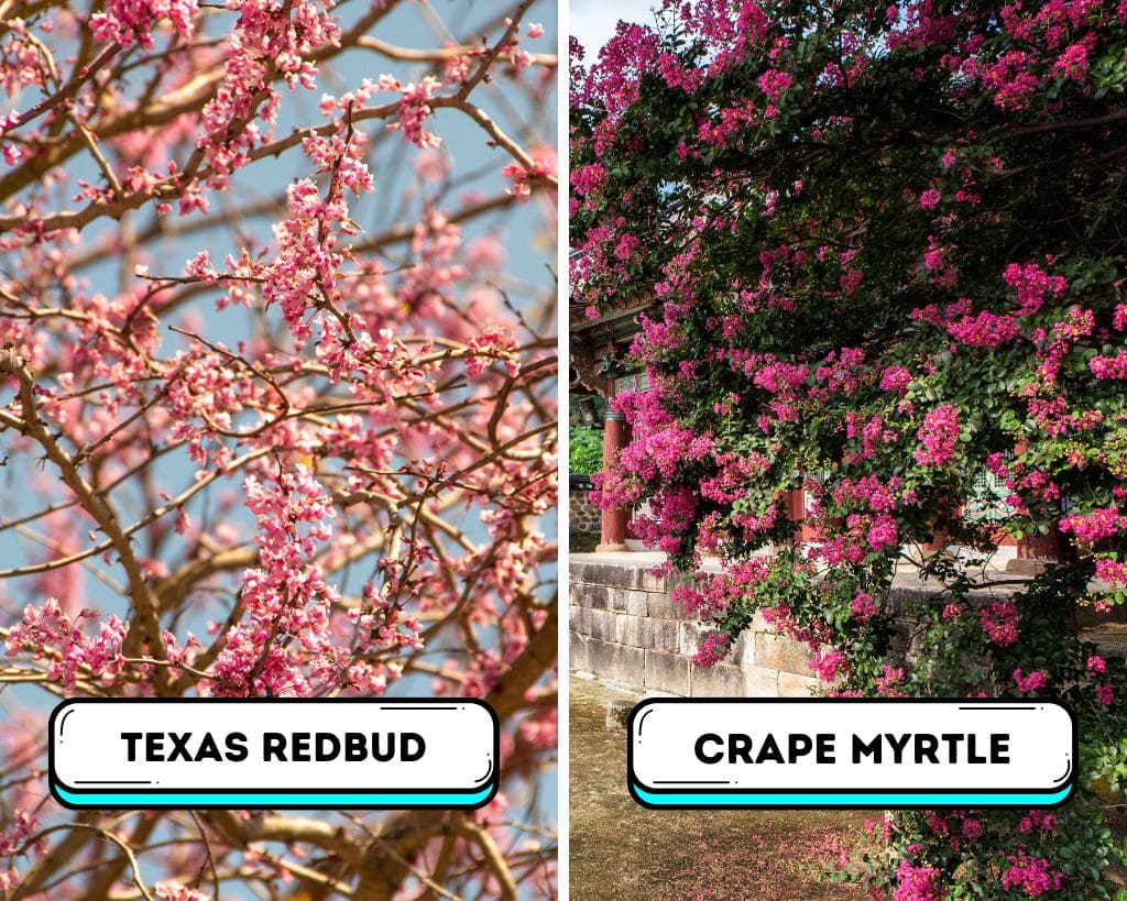 Flowering Trees For North Texas