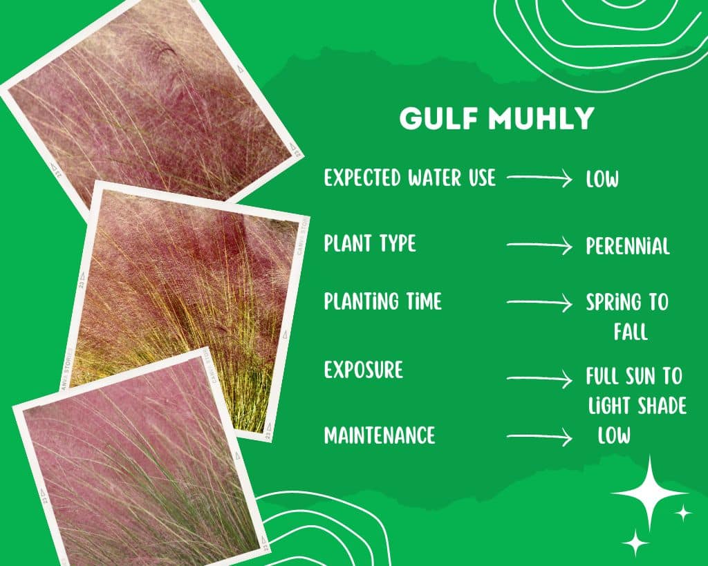 Gulf Muhly Plant Information