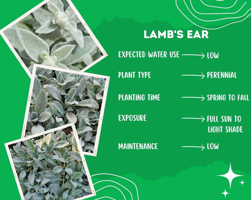 Lamb's Ear Plant Informtion