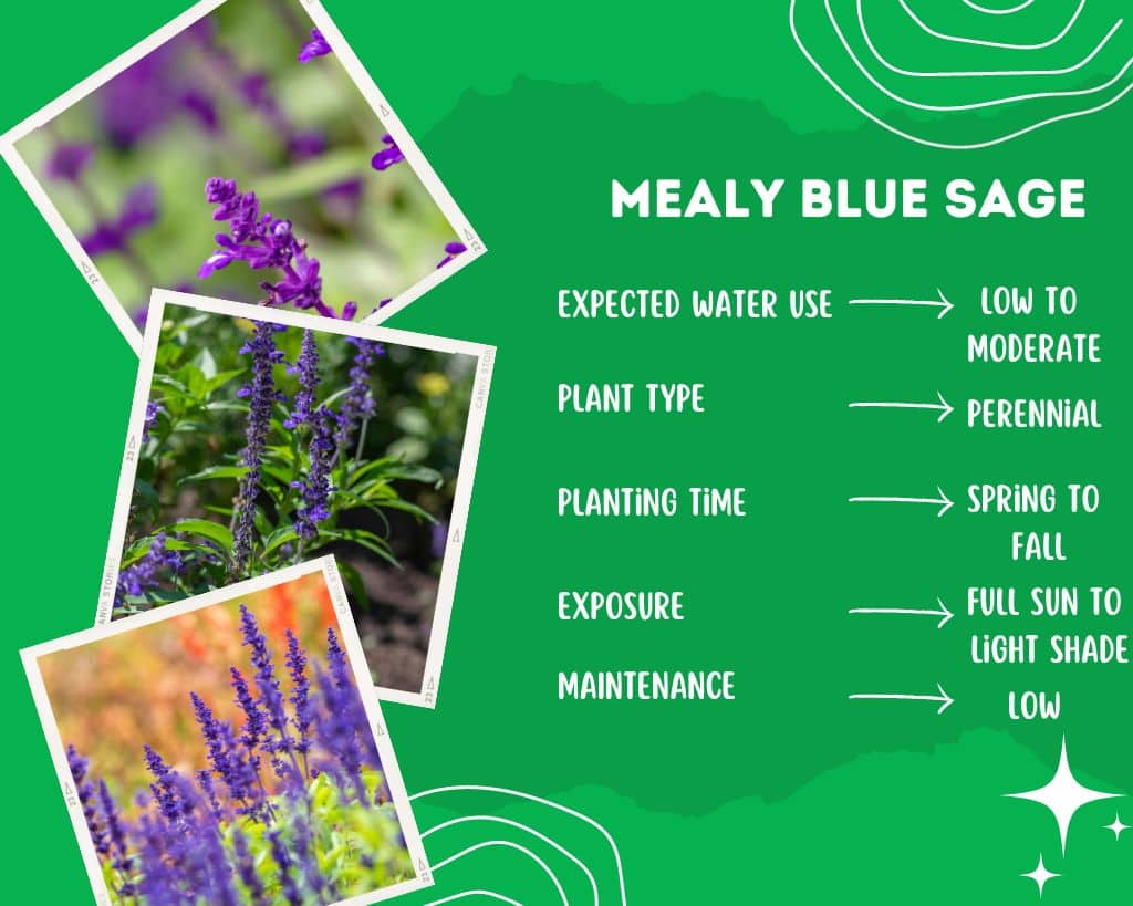 Mealy Blue Sage Plant Information