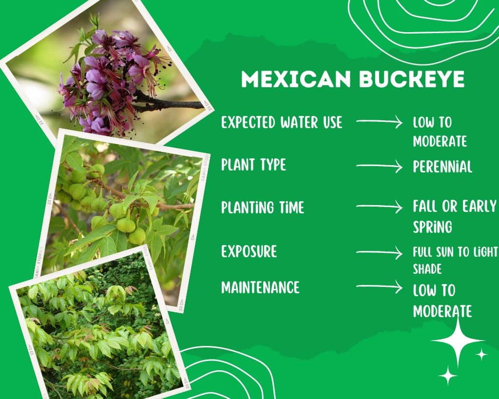 Mexican Buckeye Plant Information