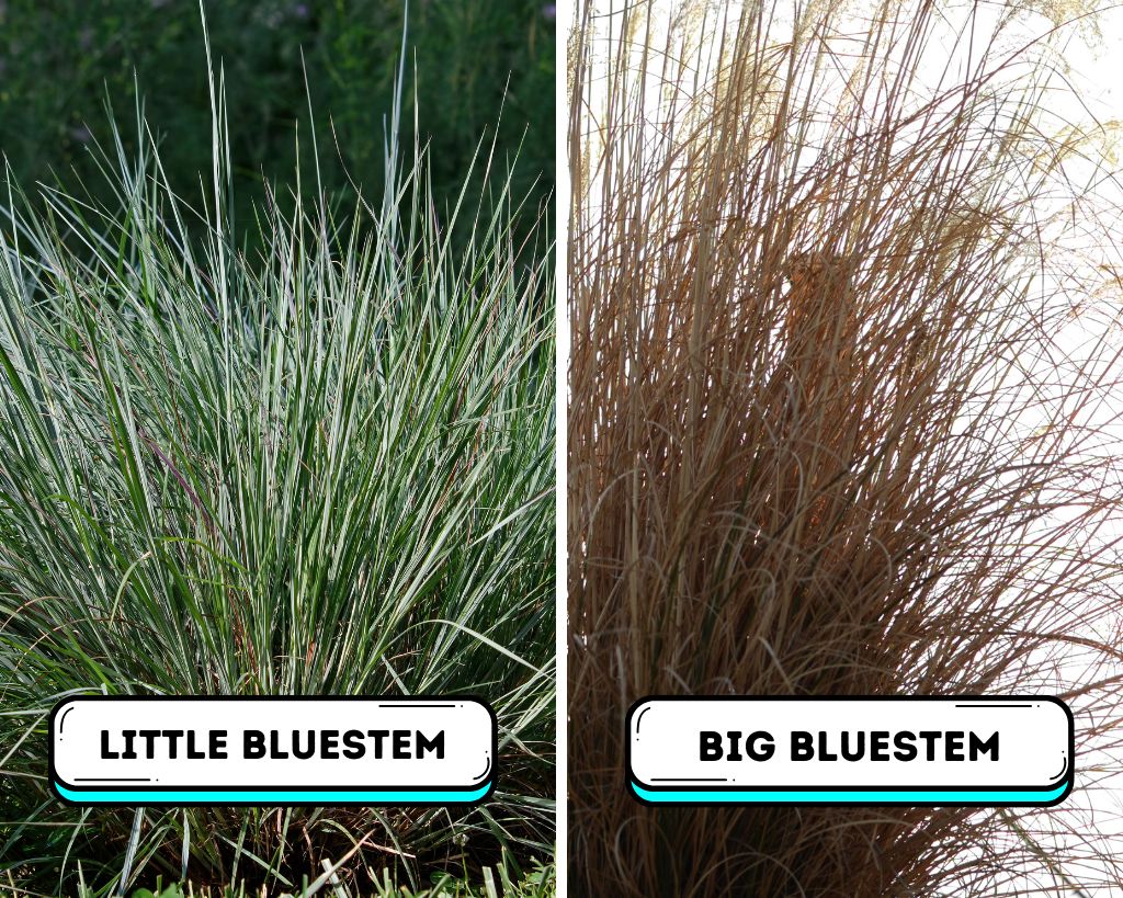 Native Grasses For North Texas