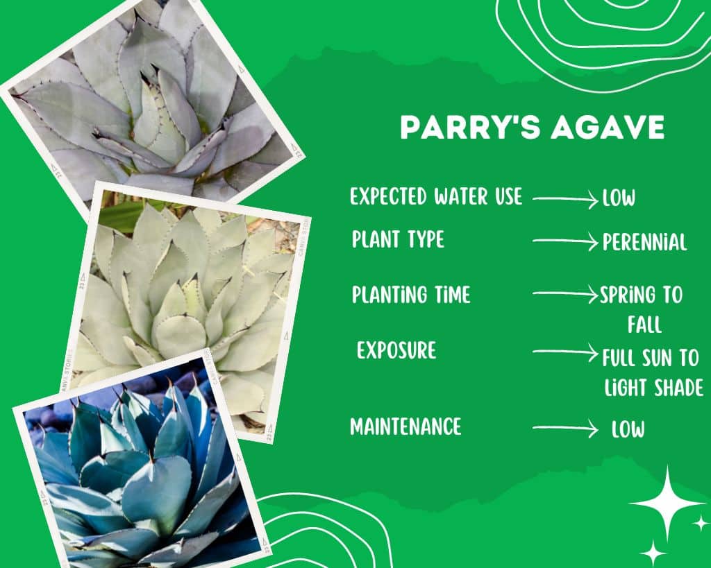 Parry's Agave Plant Information