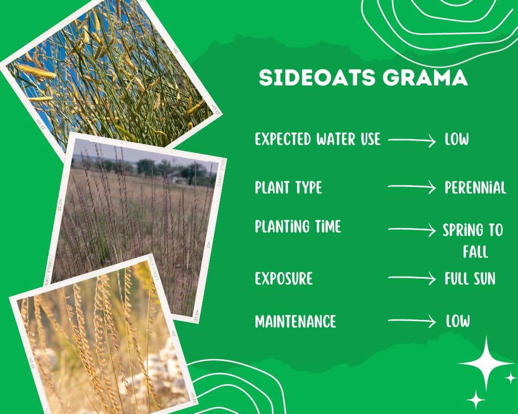 Sideoats Grama Plant Information