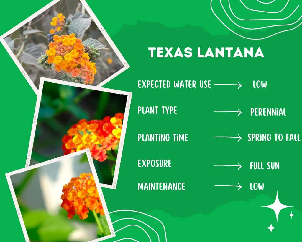 Texas Lantana Plant Information