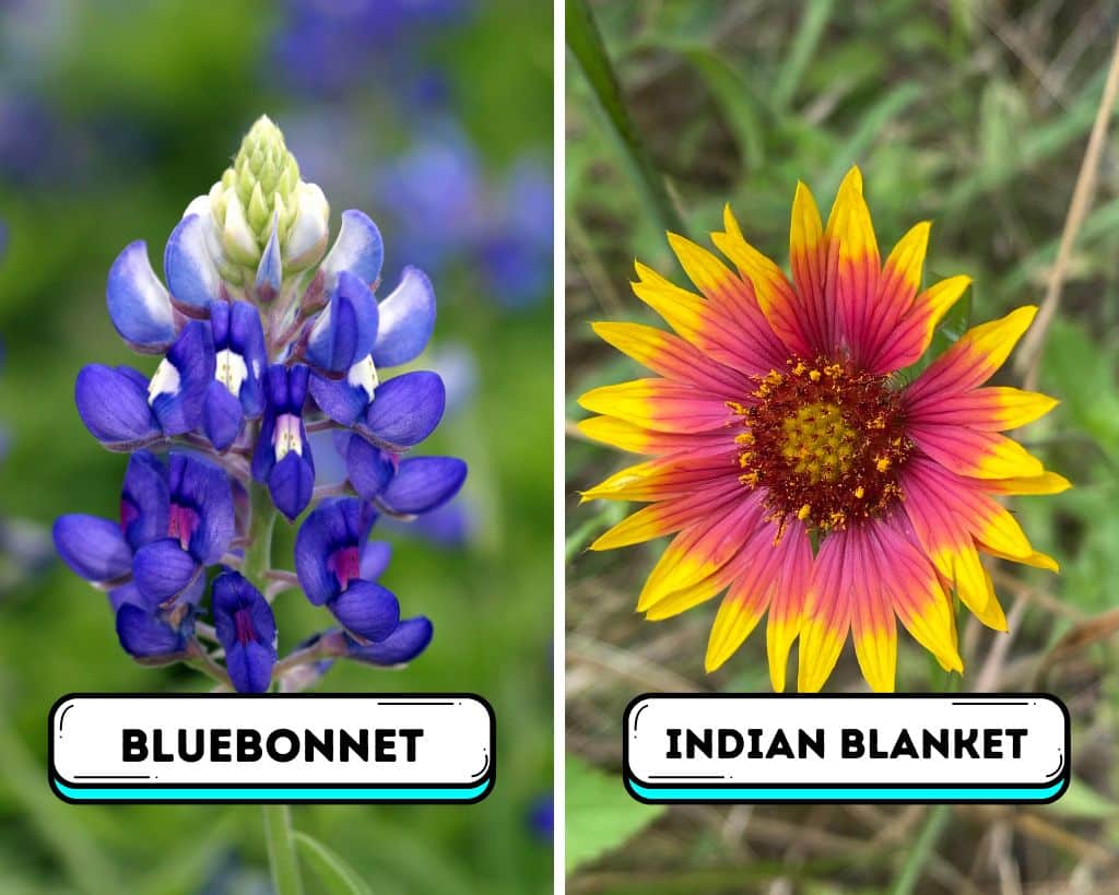 Wildflowers For North Texas