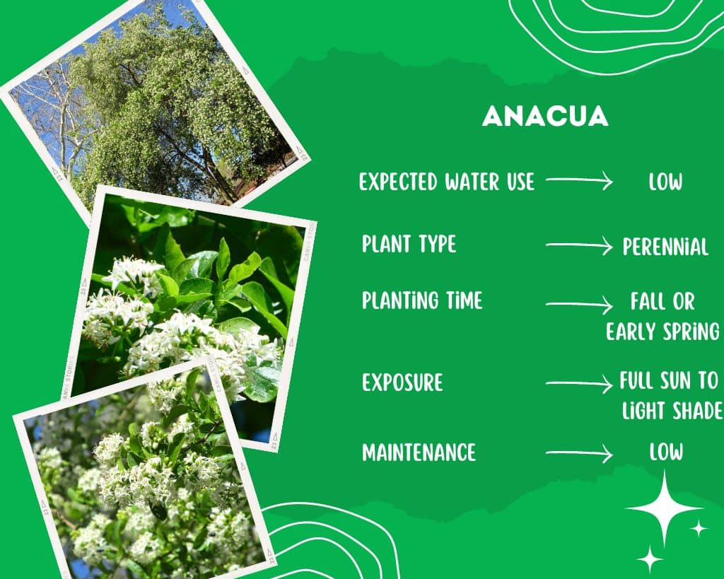 Anacua Plant Information