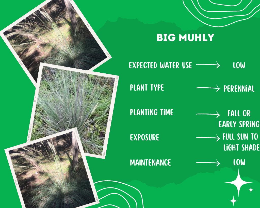 Big Muhly Plant Information