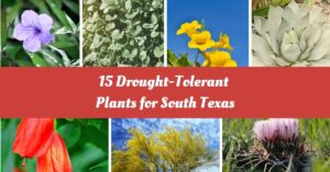 Drought-Tolerant Plants for South Texas