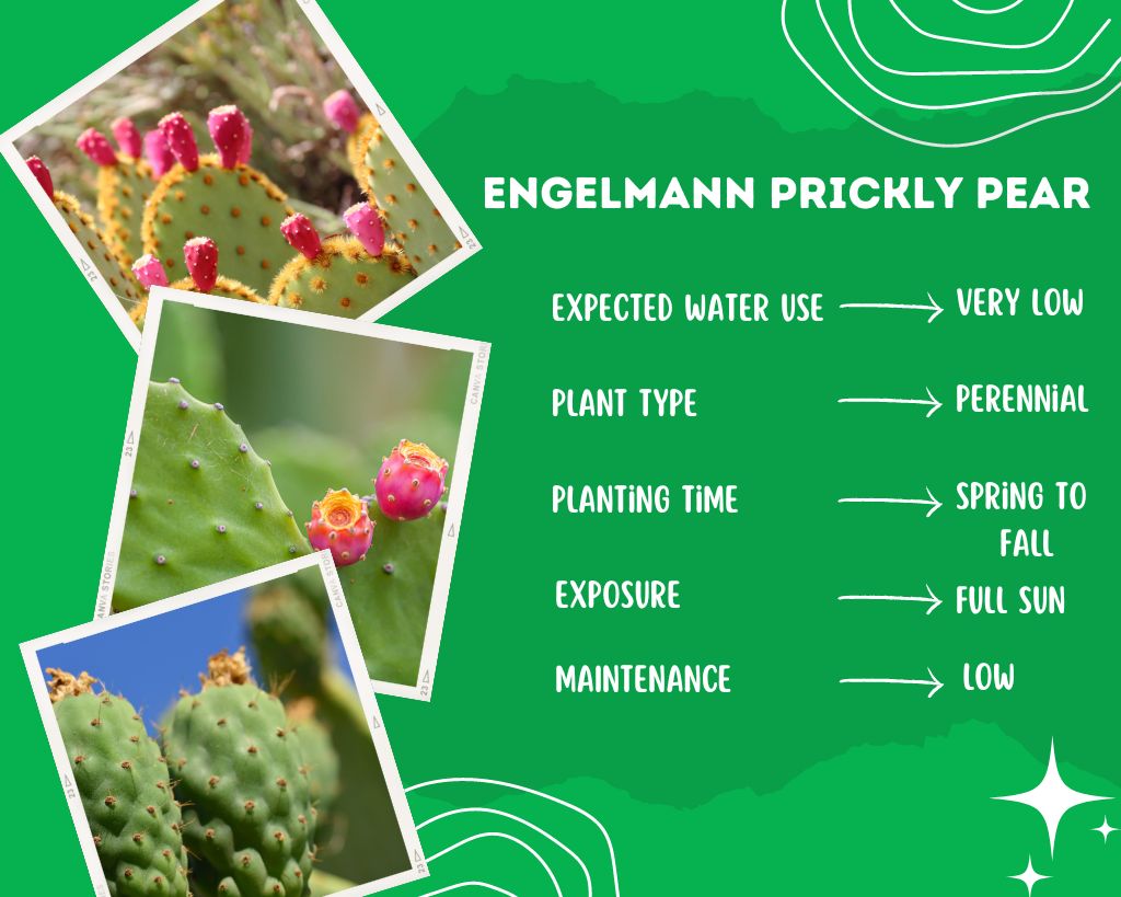 Engelmann Prickly Pear Plant Information