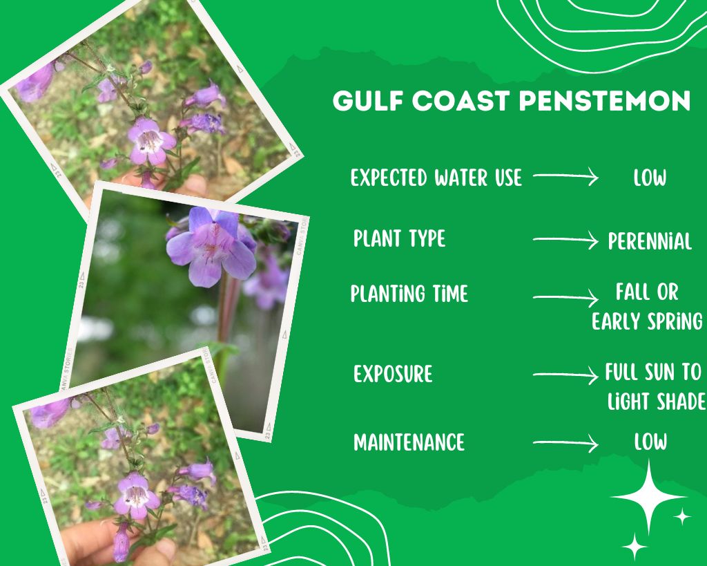 Gulf Coast Penstemon Plant Information