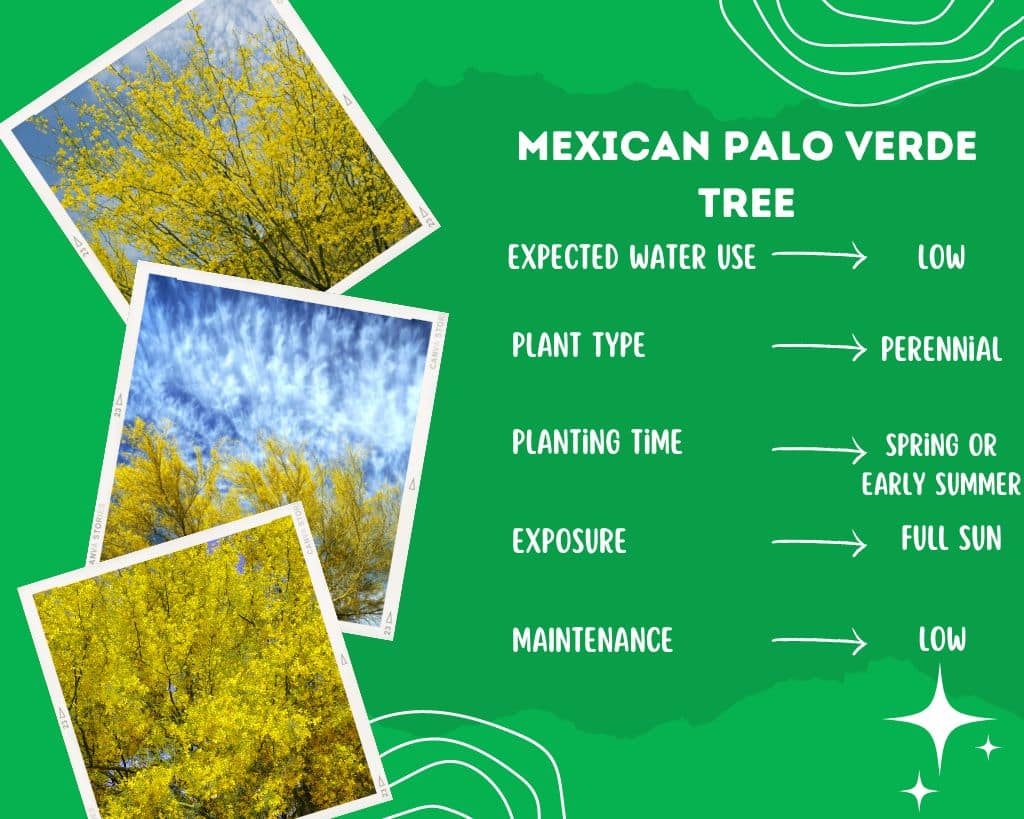 Mexican Palo Verde tree Plant Information