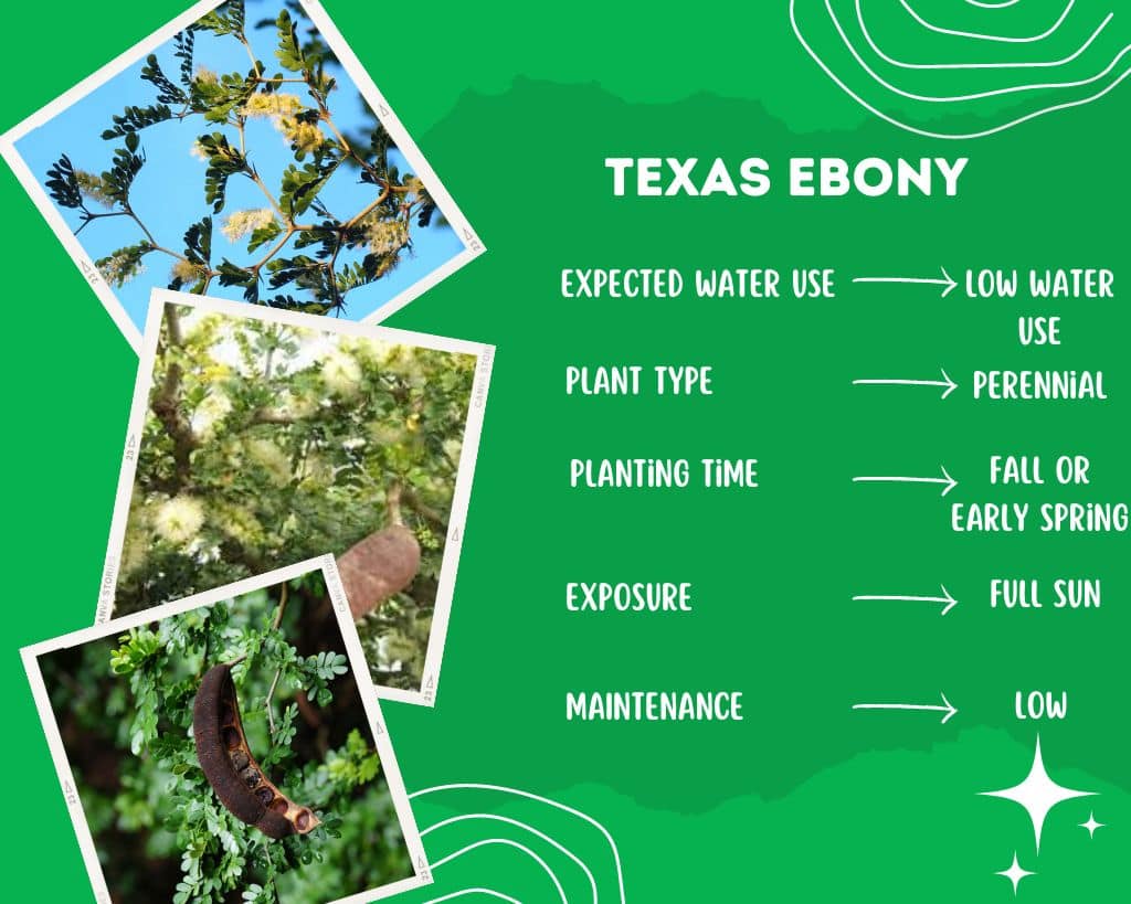 Texas Ebony Plant Information