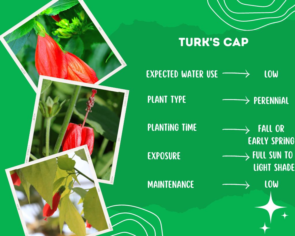 Turk's Cap Plant Information