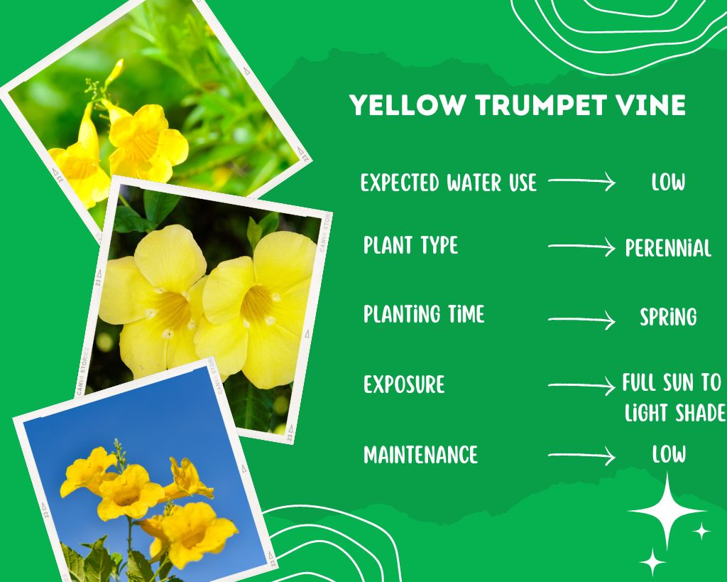 Yellow Trumpet Vine Plant Information